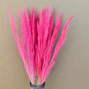Preserved Mini Pampas | DreamGarden SG