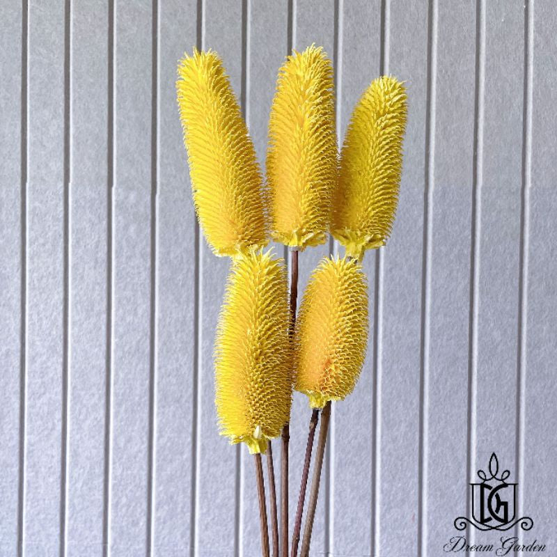 🇸🇬[SG Stock]Preserved Flowers Dried Flowers Dried Thistle Heads Singapore Local Wholesalers Home Decoration/DIY/Wedding
