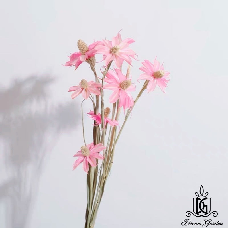 🇸🇬[SG Stock] SG Local Largest Wholesaler Handmade Daisy Chrysanthemum Dried Flowers Suitable For Decoration/Wedding/DIY