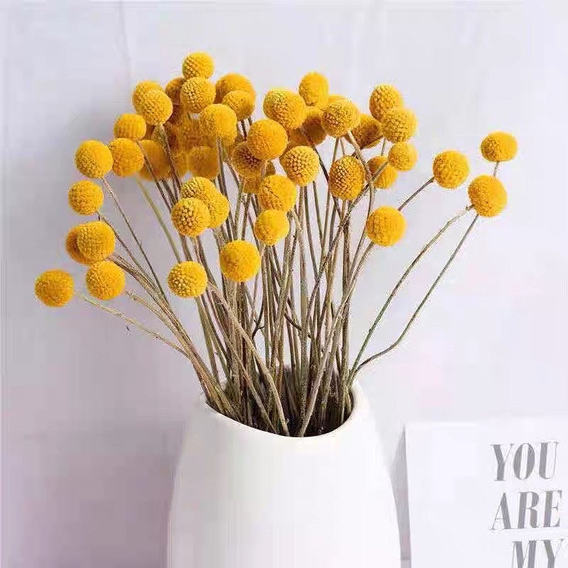 🇸🇬[SG Stock]Preserved Flowers Dried Flowers Dried Billy Buttons Singapore Local Florist/Home Decoration/DIY/Wedding
