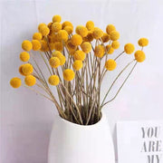 Dried Billy Buttons | DreamGarden SG