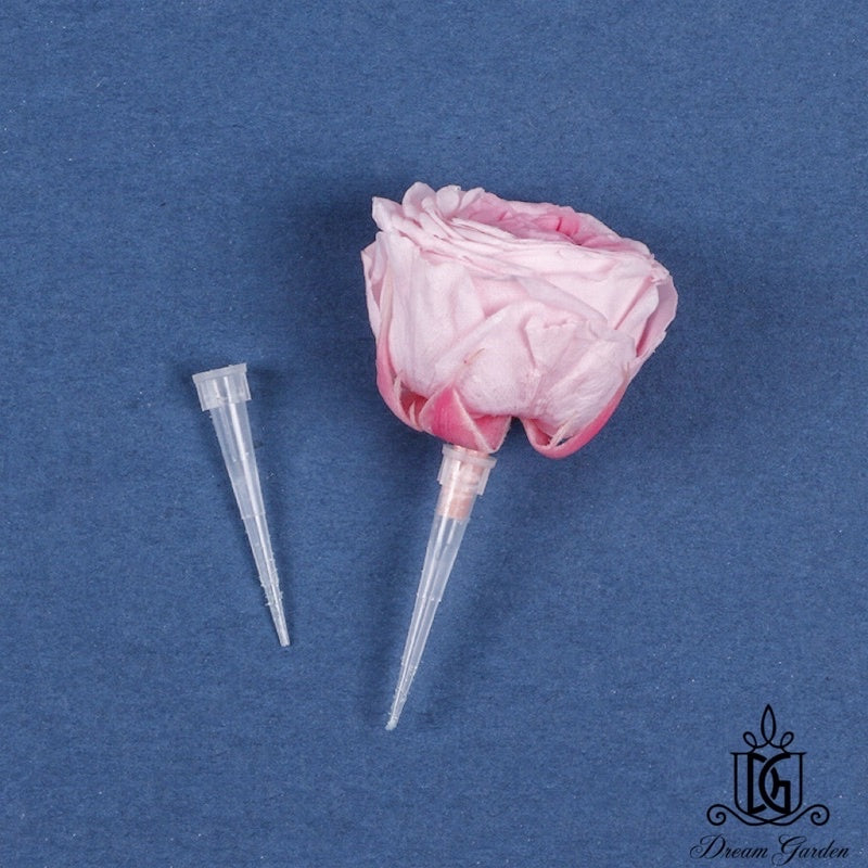 🇸🇬[SG Stock]New Arrival Preserved Flowers Stem Dried Flower Stem Floral Stalk 100gram Packing Floral Stem DIY Decor