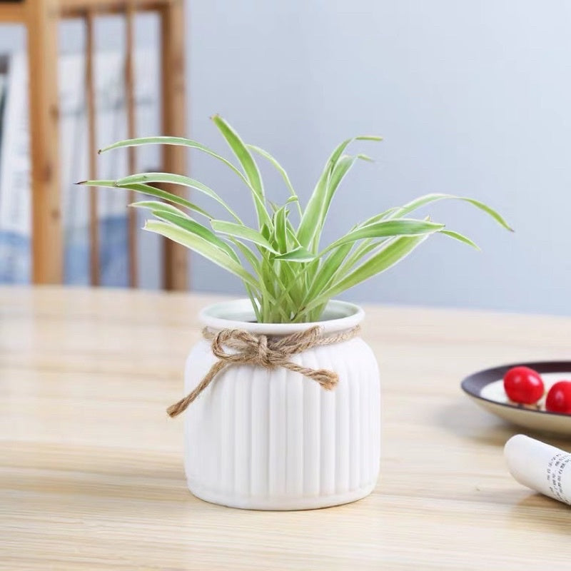 🇸🇬[SG Stock]🇸🇬White Vase preserved & dried flower vase Striped Ceramic Flowerpot | home decorations | Preserved Flowers