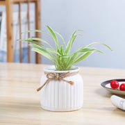 White Vase preserved & dried flower vase Striped Ceramic | DreamGarden SG