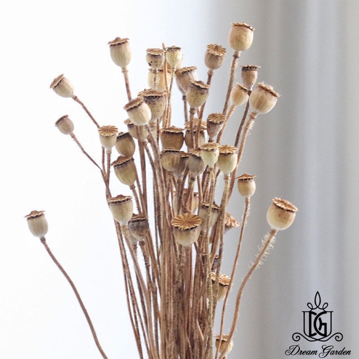 Dried Poppy Bunch Dried Flowers Dried Fruits | DreamGarden SG