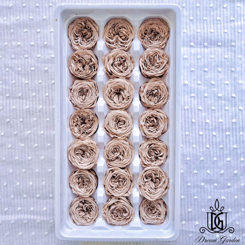 🇸🇬[SG Stock][Dream Garden]Grade A Preserved Austin Roses 2cm-3cm Preserved Flowers Home Decoration/DIY/Wedding/Dome