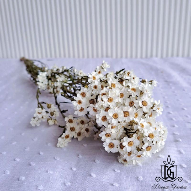 Italy Dried Ixodia Dried White Daisy | DreamGarden SG