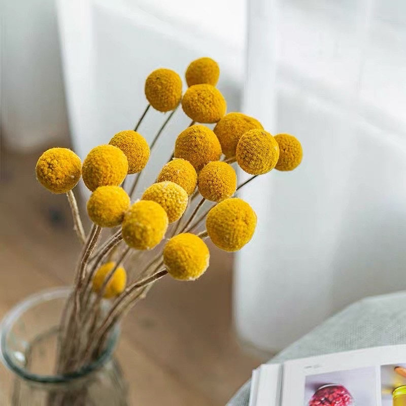 Dried Billy Buttons | DreamGarden SG