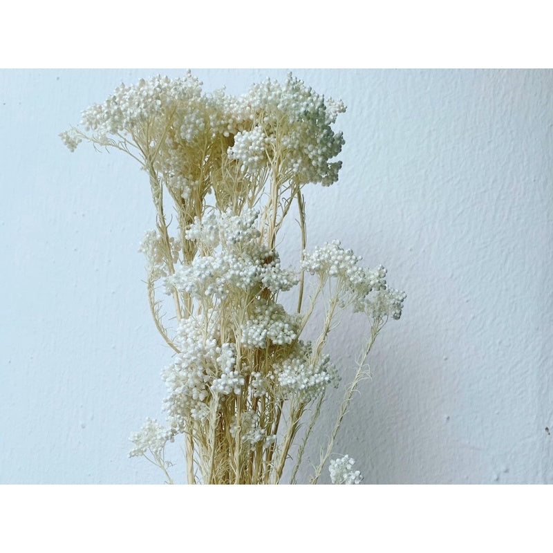 🇸🇬[SG Stock]Preserved Flowers Dried Flowers Preserved Rice Flowers Singapore Local Wholesaler Home Decoration/Wedding