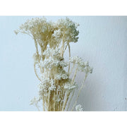 Preserved Rice Flowers Home Decoration/Wedding | DreamGarden SG