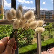 Dried Flowers Mini Natural Color Bunny tail Grass For | DreamGarden SG