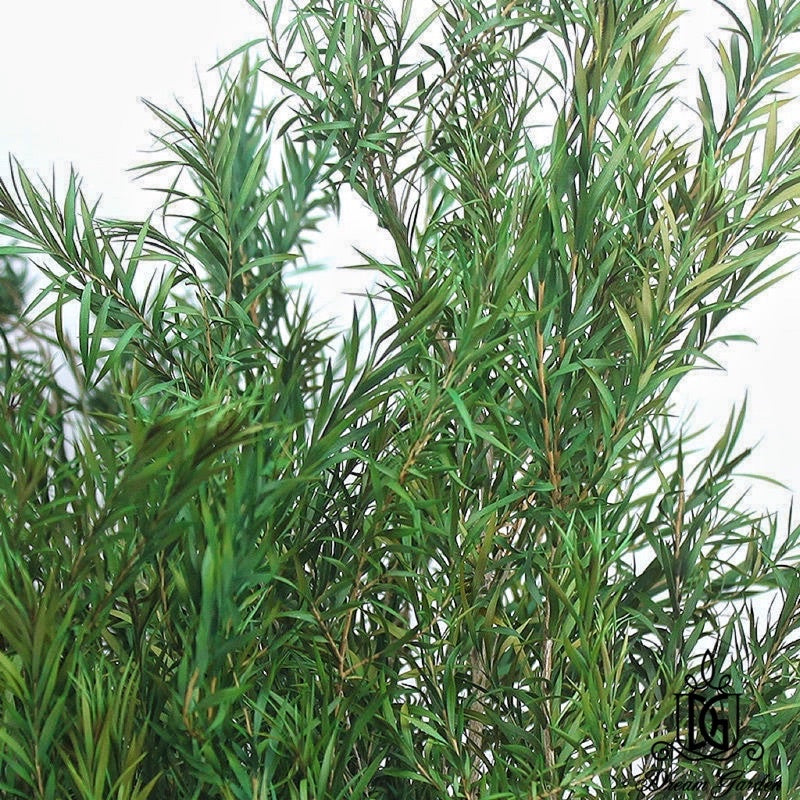 🇸🇬[SG Stock] SG Local Largest Wholesaler Preserved Melaleuca Bundle bracteata Suitable For Decoration/Wedding/DIY/Dome