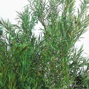 Preserved Melaleuca Bundle bracteata | DreamGarden SG