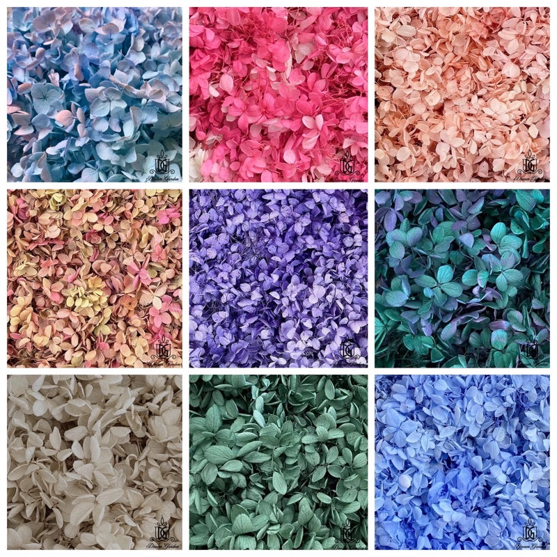 🇸🇬[SG Stock]Preserved Flowers Grade A Preserved Hydrangea Singapore Local Wholesalers Home Decoration/DIY/Wedding