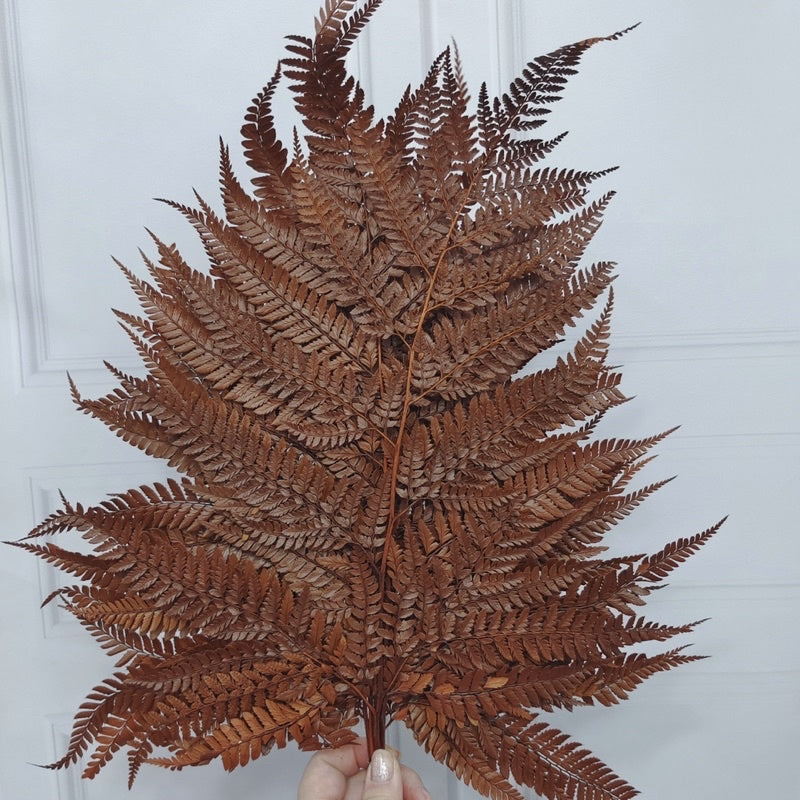 🇸🇬[SG Stock]Preserved Flowers Dried Flowers Preserved Leather Fern Singapore Local Home Decoration/DIY/Wedding