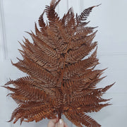 Preserved Leather Fern | DreamGarden SG