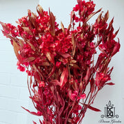 Preserved Lunaria (Honesty) | DreamGarden SG