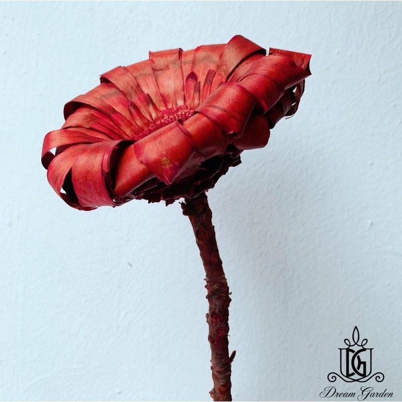 🇸🇬[SG Stock]Preserved Flowers Dried Flowers Giant Wood Chrysanthemum Singapore Local Home Decoration/DIY/Wedding