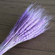 Dried Wheat | DreamGarden SG