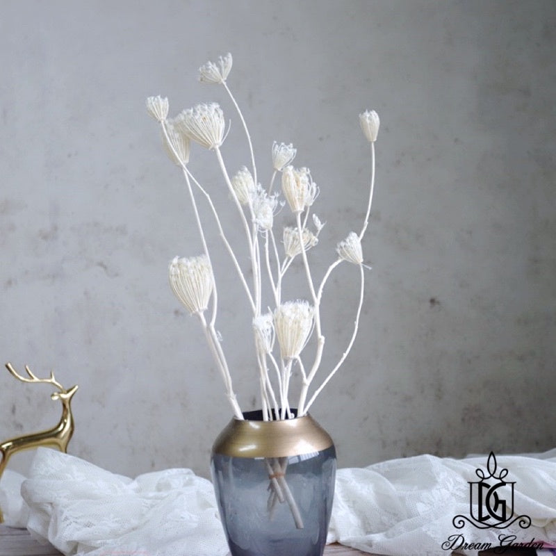 🇸🇬[SG Stock][Dream Garden]Dried Wild Fennel Dried Ammi Majus Dried Flowers Home Decoration/DIY/Wedding/Dome