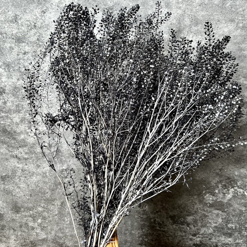 🇸🇬[SG Stock]Preserved Flowers  Dried Flower Preserved Penny Cress Thlaspi Singapore Local Home Decoration/DIY/Weddingpop