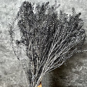 Preserved Penny Cress Thlaspi | DreamGarden SG