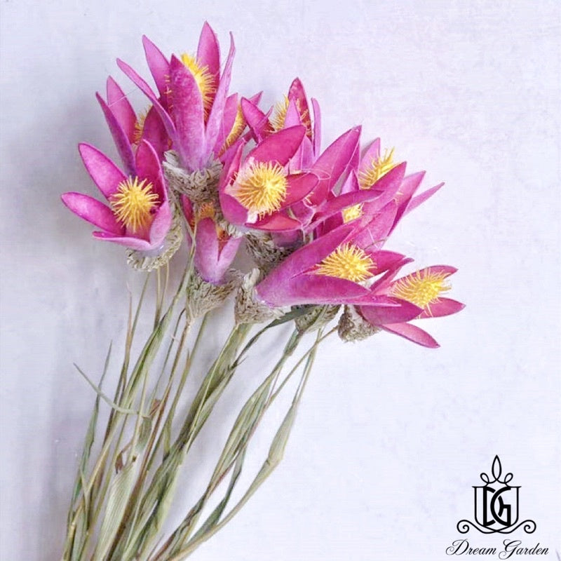 🇸🇬[SG Stock][Dream Garden]Handmade Dried Lily Flower Dried Magnolia Flower Dried Flowers Home Decoration/DIY/Wedding