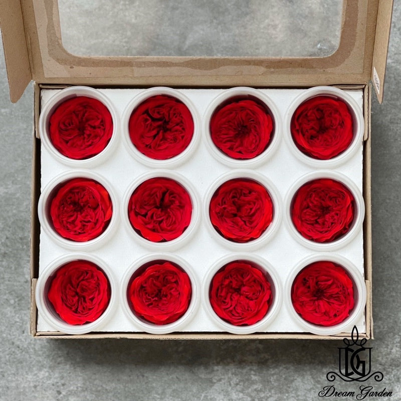 🇸🇬[SG Stock] Pearl Color RoseAmor Austin Japanese Preserved Roses Ecuador Preserved Roses Singapore Local Wholesalers