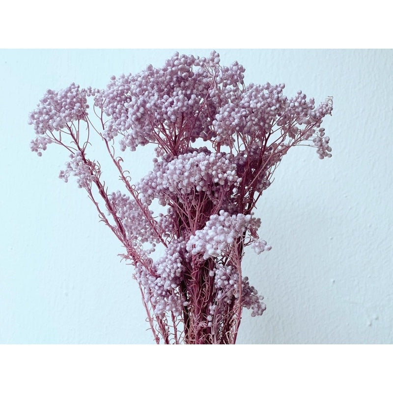 🇸🇬[SG Stock]Preserved Flowers Dried Flowers Preserved Rice Flowers Singapore Local Wholesaler Home Decoration/Wedding