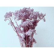 Preserved Rice Flowers Home Decoration/Wedding | DreamGarden SG