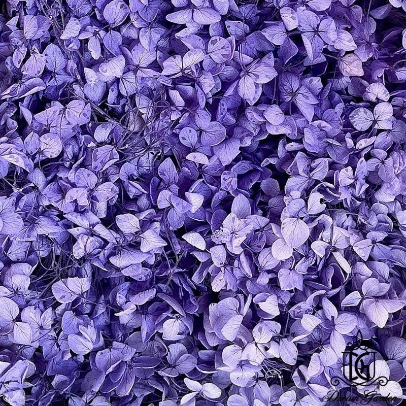 🇸🇬[SG Stock]Preserved Flowers Grade A Preserved Hydrangea Singapore Local Wholesalers Home Decoration/DIY/Wedding