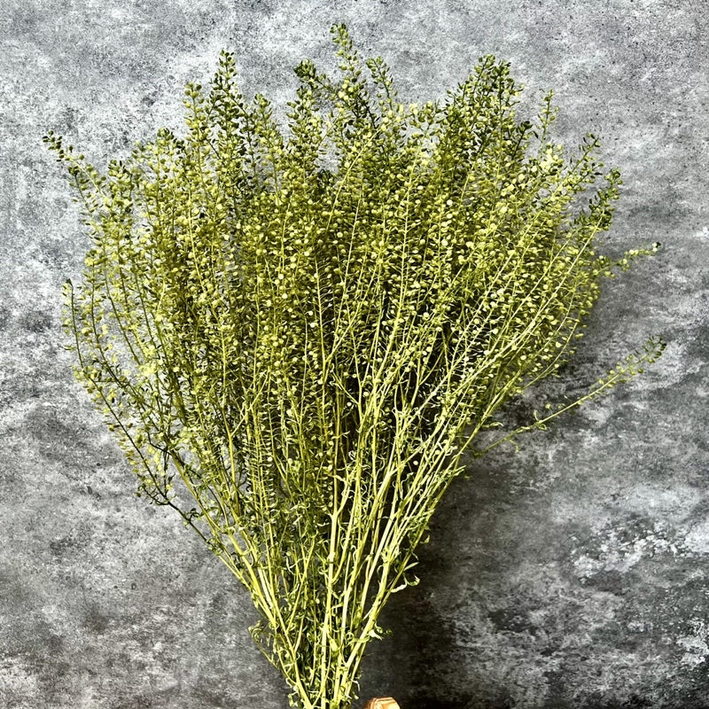 🇸🇬[SG Stock]Preserved Flowers  Dried Flower Preserved Penny Cress Thlaspi Singapore Local Home Decoration/DIY/Weddingpop