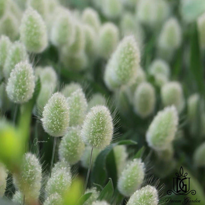 🇸🇬[SG Stock]Dried Flowers Mini Natural Color Bunny tail Grass For Home Decor/DIY/Wedding/Glass Cover Dome Dried  Flowers