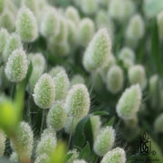 Dried Flowers Mini Natural Color Bunny tail Grass For | DreamGarden SG