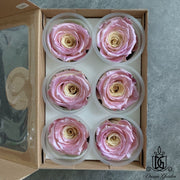 RoseAmor Pearl Color Preserved Roses | DreamGarden SG