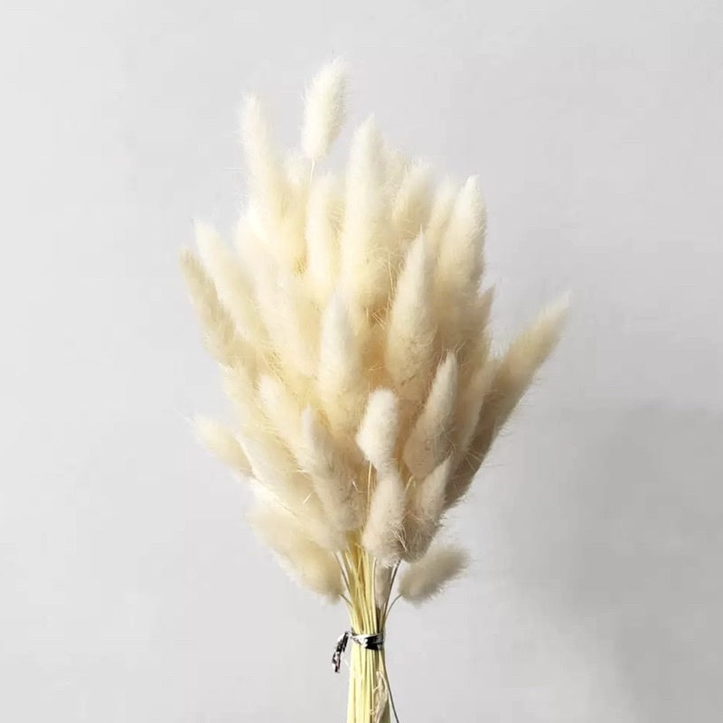 🇸🇬[SG Stock] Preserved Bunny Tail Grass For Home Decor/DIY/Wedding/Glass Cover Dome Dried Eternal Flowers