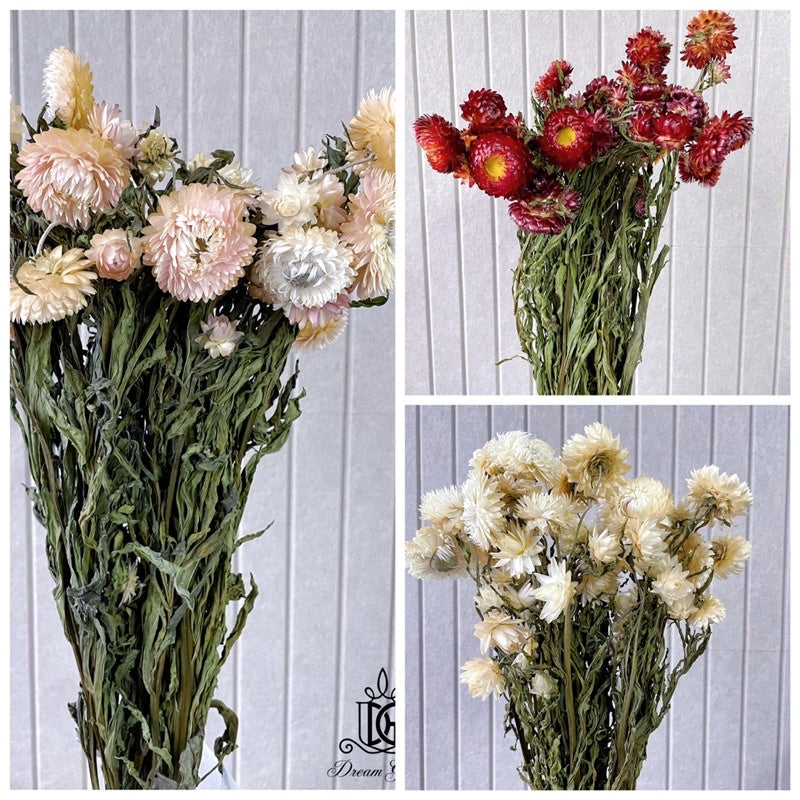 🇸🇬[SG Stock]Singapore Local Wholesaler Dream Garden Preserved Flowers Dried Flower Dried Strawflower Dried Daisy