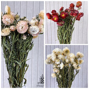 Dried Strawflower Dried Daisy | DreamGarden SG