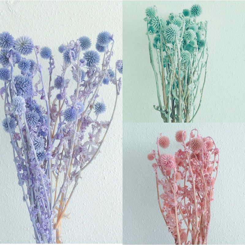 🇸🇬[SG Stock]Preserved Flowers Dried Flowers Preserved Globe Thistle Singapore Local Home Decoration/DIY/Wedding