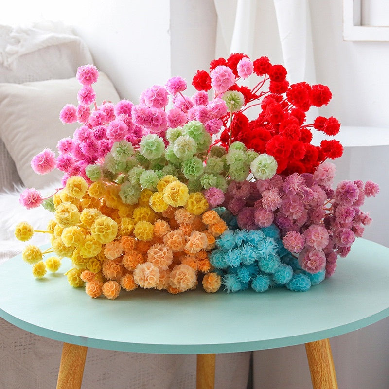 🇸🇬[SG Stock]Preserved Flowers Dried Flowers Dried Scabiosa Pods Flowers Suitable for House Decoration/Florist/Wedding