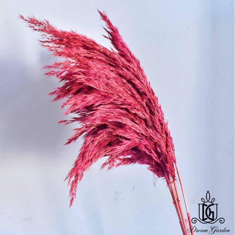 🇸🇬[SG Stock]Singapore Local Naturally Dried Fluffy Pampas Grass Home Decoration Flower Arrangement Reed Bouquet