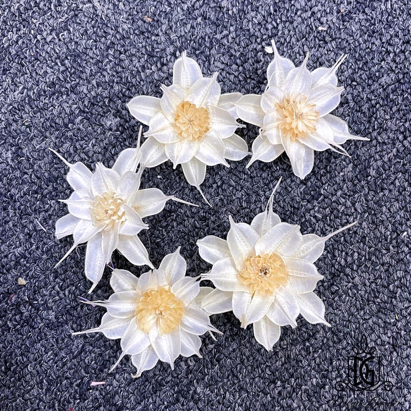 🇸🇬[SG Stock]SG Stock New Arrival Dried Flower Sola Flowers Wood Flower Handmade Flower Chrysanthemum Lotus Peony