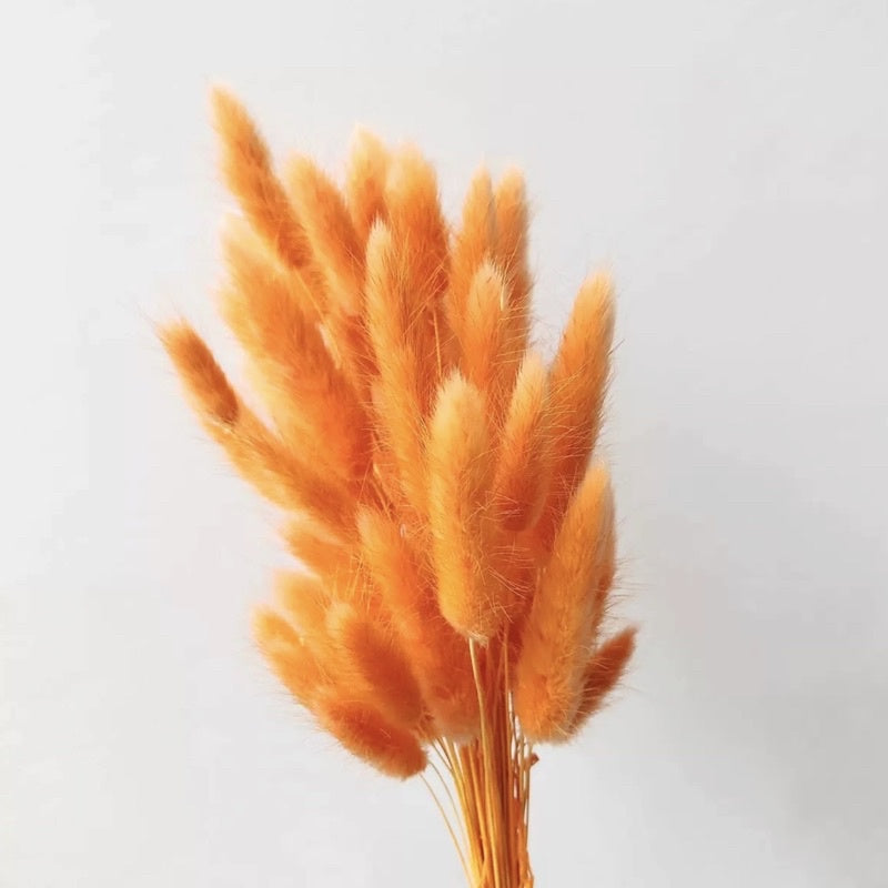 🇸🇬[SG Stock] Preserved Bunny Tail Grass For Home Decor/DIY/Wedding/Glass Cover Dome Dried Eternal Flowers