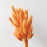 Preserved Bunny Tail Grass For Home | DreamGarden SG