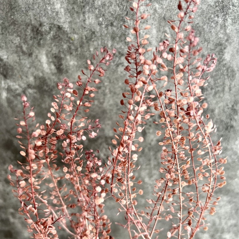 🇸🇬[SG Stock]Preserved Flowers  Dried Flower Preserved Penny Cress Thlaspi Singapore Local Home Decoration/DIY/Weddingpop