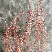 Preserved Penny Cress Thlaspi | DreamGarden SG