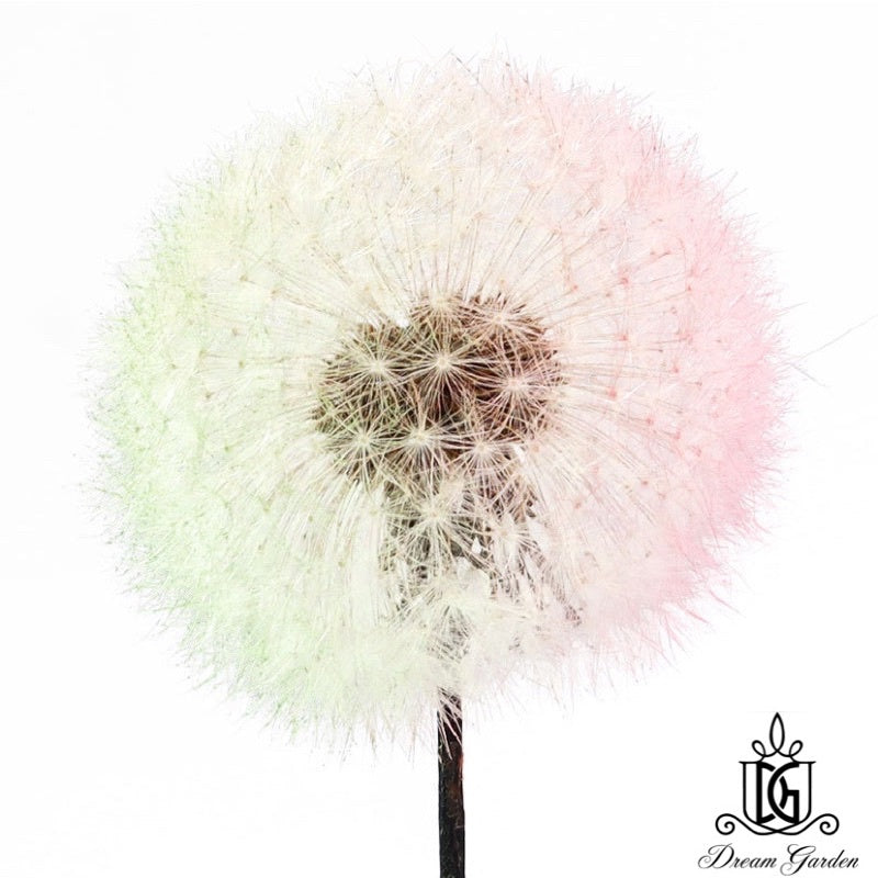 🇸🇬[SG Stock]Dream Garden Preserved Flowers Dried Flowers Preserved Dandelion Singapore Local Home Decoration/DIY/Wedding