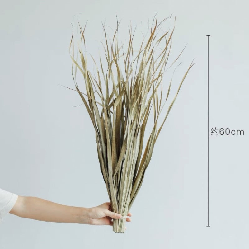 🇸🇬[SG Stock] SG Local Palm Fan Leaf Dried Palm Leaf Dried Flower Suitable For Art Wall Hanging Decoration | Wedding Arch