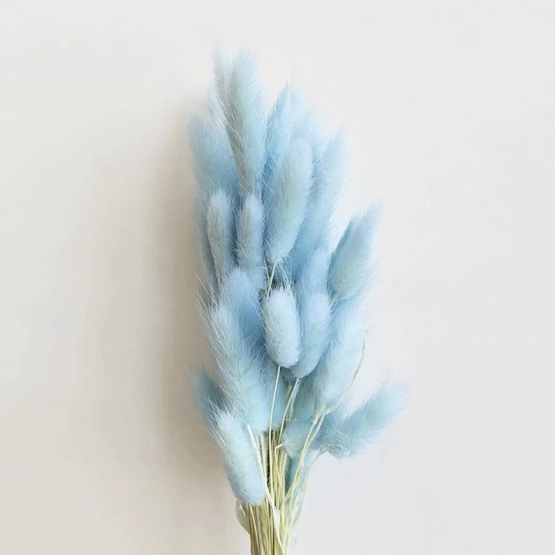 🇸🇬[SG Stock] Preserved Bunny Tail Grass For Home Decor/DIY/Wedding/Glass Cover Dome Dried Eternal Flowers