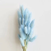 Preserved Bunny Tail Grass For Home | DreamGarden SG